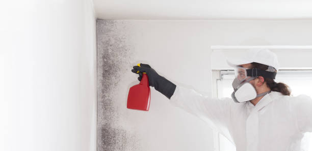 Office Mold Removal Services in Vienna Bend, LA